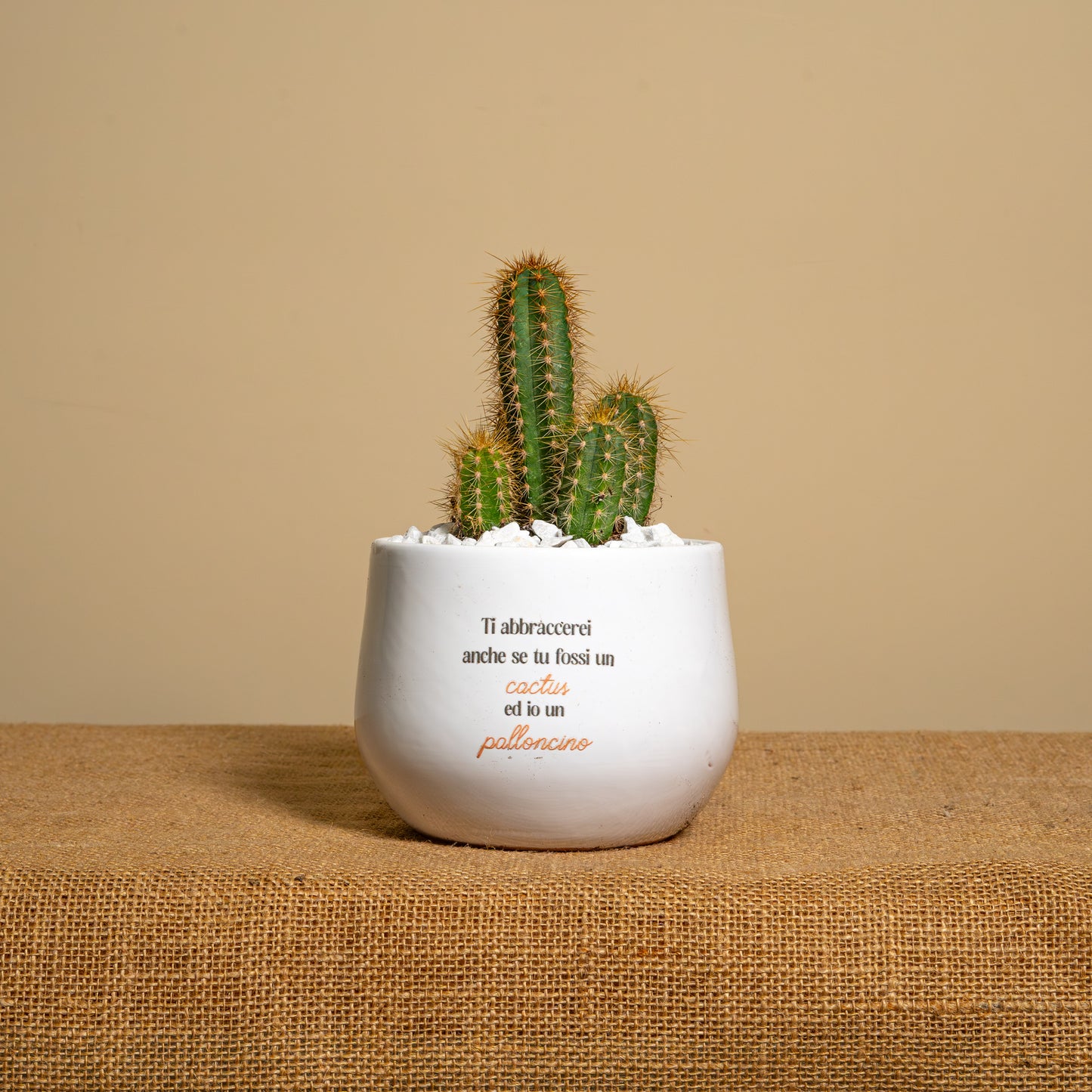 Cactus e palloncino