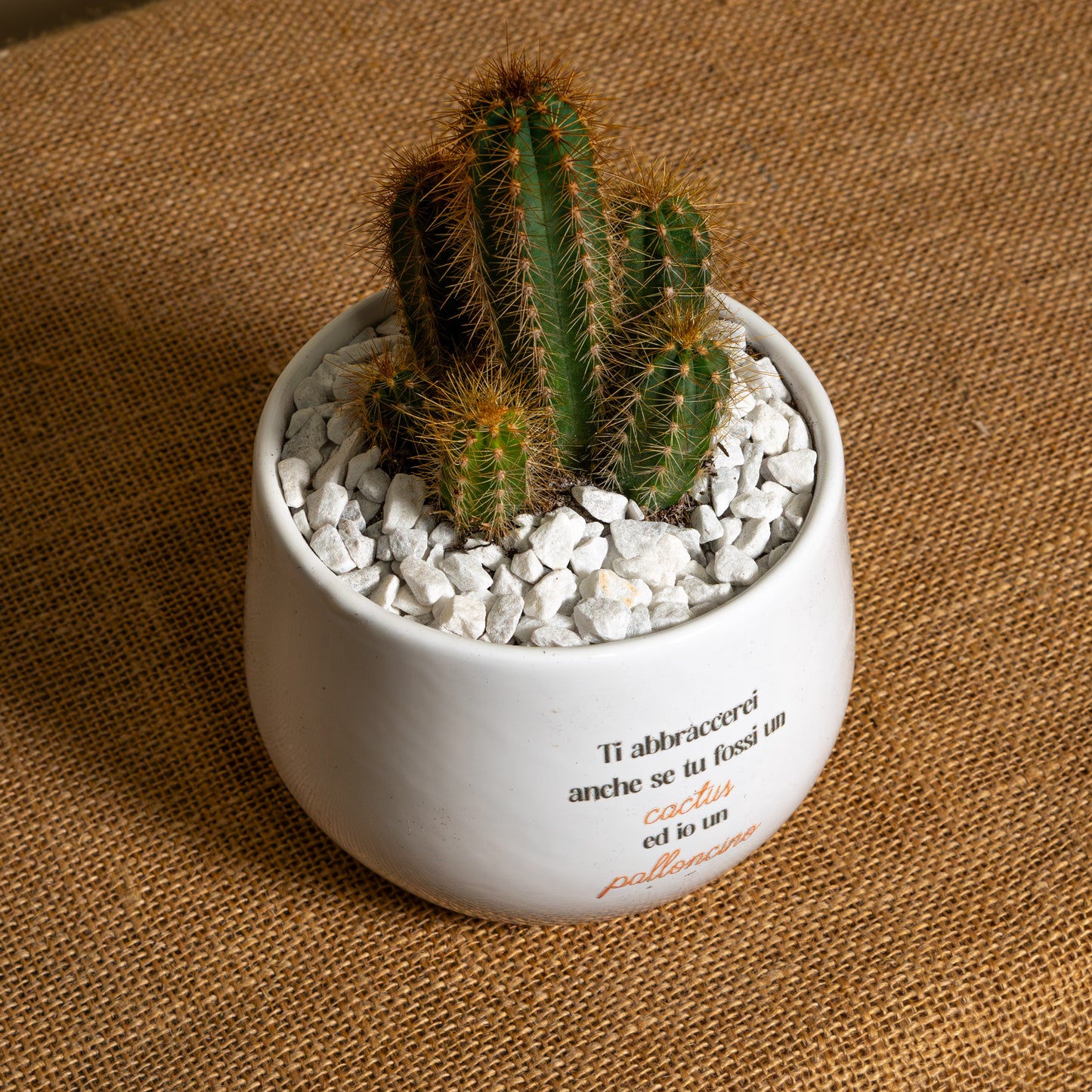 Cactus e palloncino