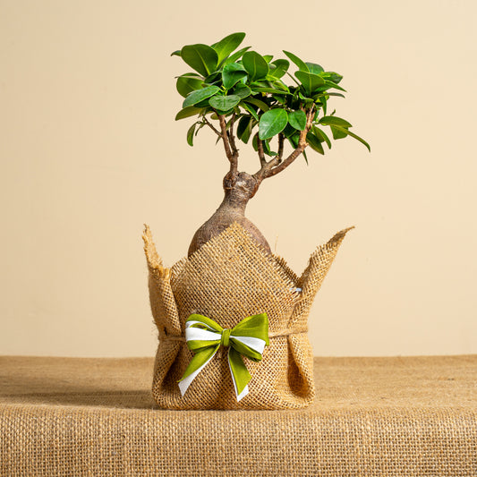 Bonsai Ginseng iuta