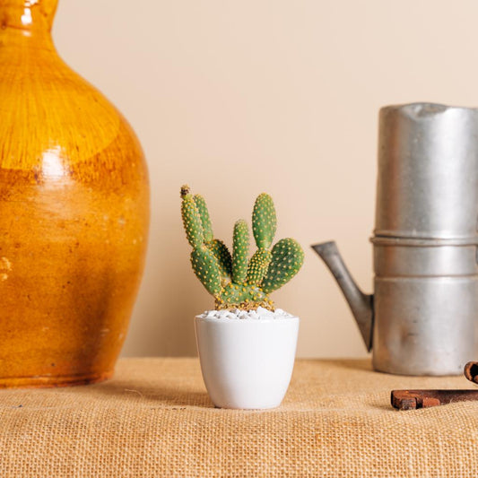 Mini vaso 1